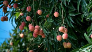 दुनिया में 70% लीची अकेले ये देश उगाता है पर भारत का ये इलाका मचा रहा तहलका!