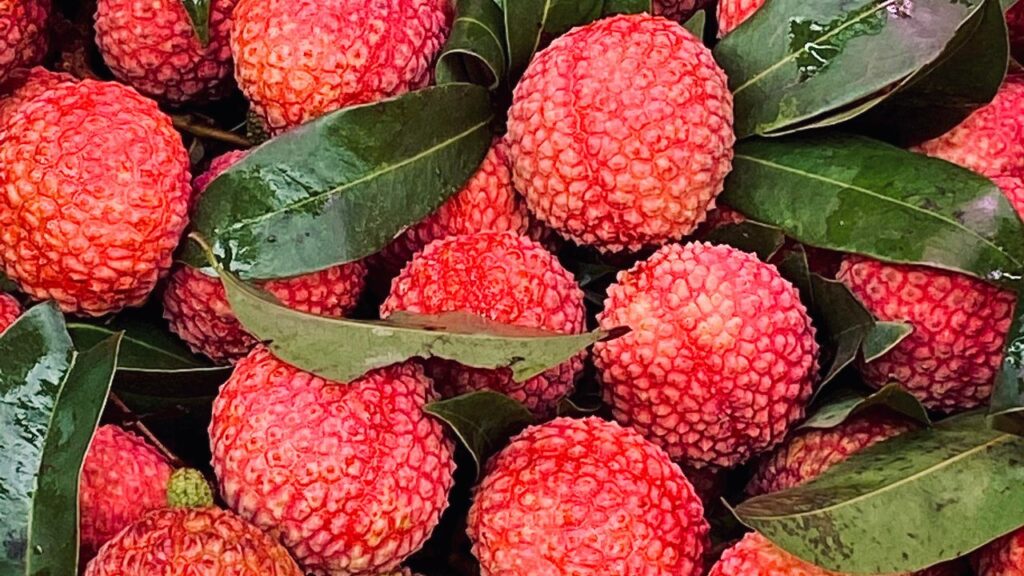 चीन में लीची की 100 से भी अधिक किस्में उगाई जाती हैं. इनमें प्रमुख किस्में हैं वाई ची, हाक यिप और नो माई ची, जो अपनी मिठास, सुगंध और गुणवत्ता के लिए जाने जाते हैं.