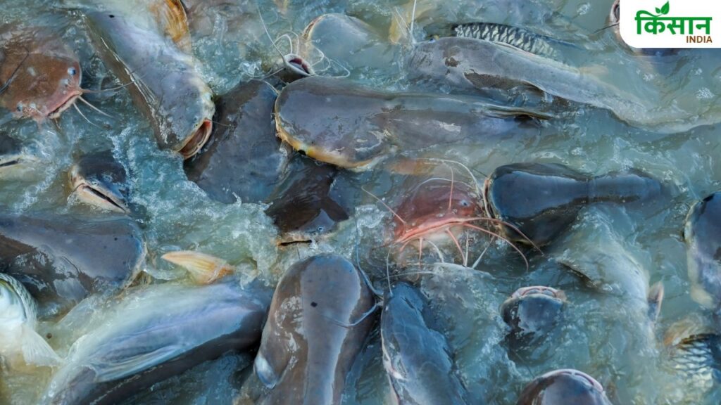 Fish Farming