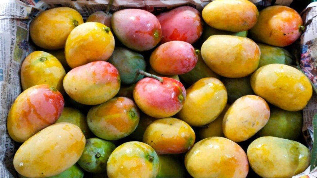 100 एकड़ में फैले आम के बाग, जिनकी खुशबू और मिठास दूर-दराज के बाजारों को भी खींच लाती है.