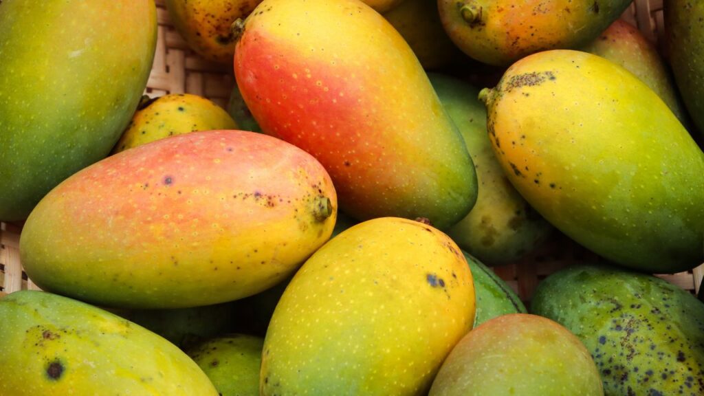 Mango cultivation in Karnataka