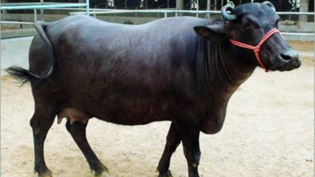 Mehsana Buffalo: मेहसाणा और महाराष्ट्र में पाई जाने वाली यह भैंस औसतन 1988 लीटर तक दूध देती है. इसका रंग काला या काले-भूरे रंग का होता है और यह नस्ल लंबे समय तक उत्पादक बनी रहती है.