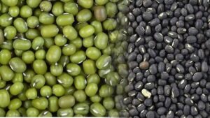 मध्य प्रदेश में मूंग-उड़द खरीद पर बड़ी घोषणा, 19 जून से शुरू होगा किसान रजिस्ट्रेशन