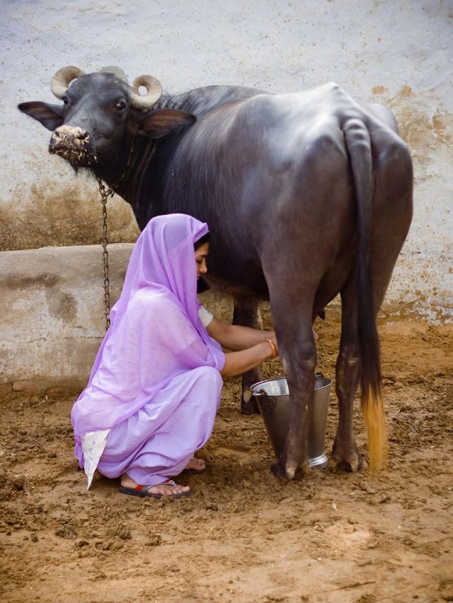 दूध की फैक्ट्री है ये भैंस, रोज देती है जबरदस्त कमाई!