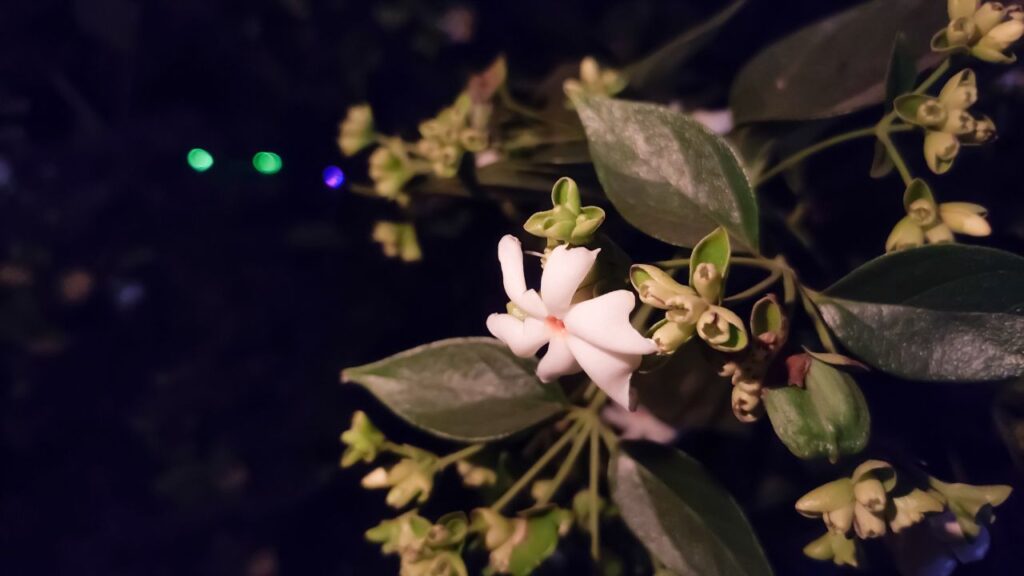 हरसिंगार का पौधा घर में ऐसा वातावरण बनाता है जहां आपसी रिश्ते मधुर बने रहते हैं. इसकी उपस्थिति से तनाव, क्रोध और अशांति कम होती है, जिससे परिवार के सदस्य एक-दूसरे के और करीब आते हैं.