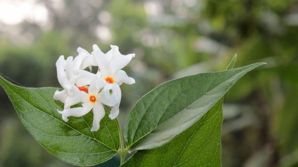 यह सिर्फ एक सुंदर पौधा नहीं, बल्कि एक औषधीय पौधा भी है. इसके फूलों और पत्तों से बना काढ़ा बुखार, सर्दी-जुकाम और खांसी जैसी समस्याओं में बेहद असरदार होता है. आयुर्वेद में इसे कई बीमारियों की औषधि के रूप में उपयोग किया जाता है.