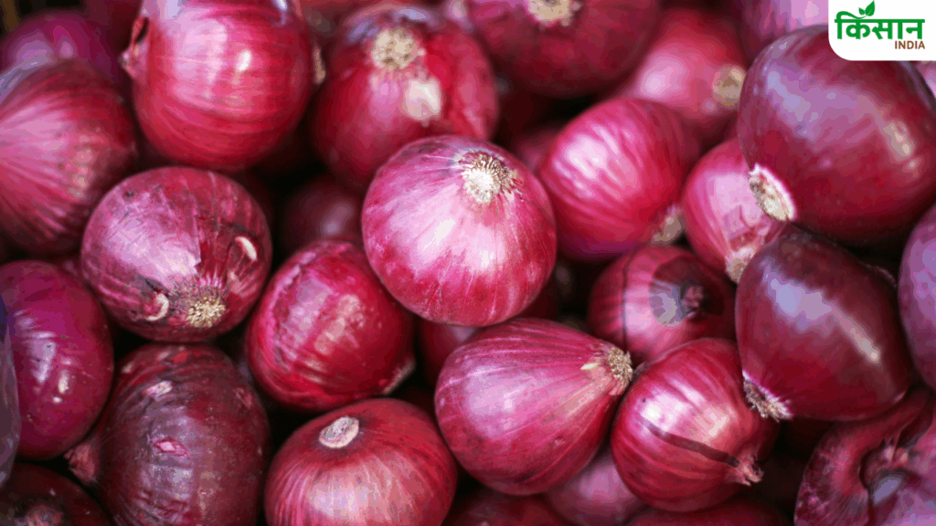 Onion Farming