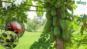 पपीते को खराब कर देते हैं ये खतरनाक कीट, किसान इन उपायों से बचाएं फसल