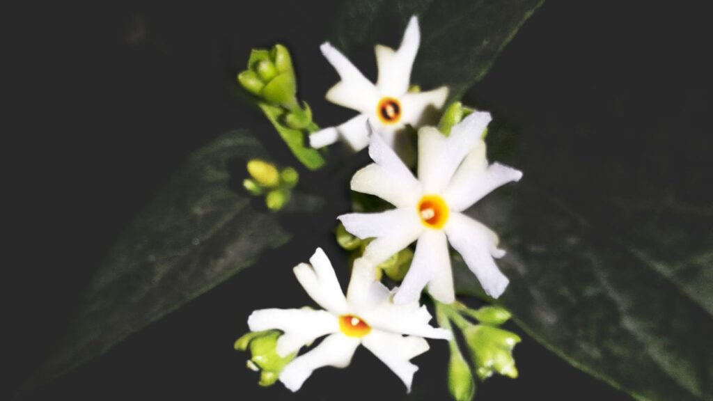 हालांकि यह पौधा शुभ माना जाता है, लेकिन इसे घर की दक्षिण दिशा में लगाने की मनाही है. वास्तु शास्त्र के अनुसार इस दिशा में पौधा लगाने से नकारात्मक ऊर्जा बढ़ती है, जिससे परिवार के सदस्यों को स्वास्थ्य और मानसिक समस्याओं का सामना करना पड़ सकता है.  (इस खबर में दी गई जानकारी सामान्य मान्यताओं और वास्तु शास्त्र के अनुसार बताई गई है. किसान इंडिया इसकी पुष्टि नहीं करता है.)