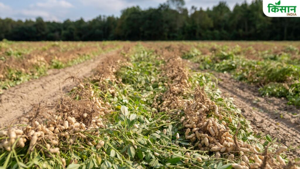 Groundnut Farming