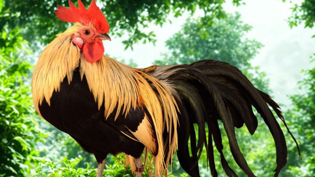 फीनिक्स: इस नस्ल की पूंछ इतनी लंबी होती है कि कई बार ये जमीन पर लहराने लगती है. यह नस्ल जापान से आई है और जर्मनी में भी विकसित हुई. इसकी सुंदरता और दुर्लभता इसे महंगा बनाती है. फीनिक्स: इस नस्ल की पूंछ इतनी लंबी होती है कि कई बार ये जमीन पर लहराने लगती है. यह नस्ल जापान से आई है और जर्मनी में भी विकसित हुई. इसकी सुंदरता और दुर्लभता इसे महंगा बनाती है.