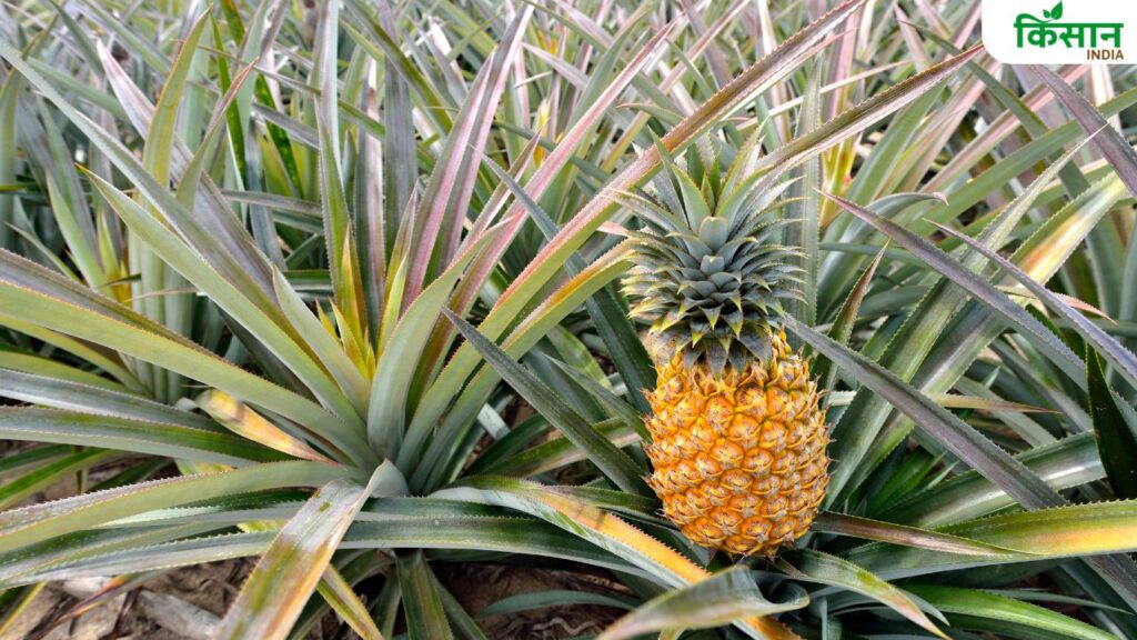 How to Grow Pineapple at Home: Easy Step-by-Step Guide to Enjoy Sweet and Juicy Fruits Naturally