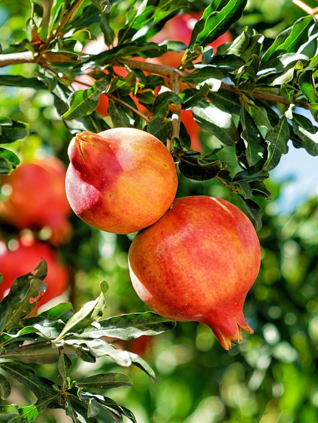 घर पर उगाएं ताजा अनार, जानें तरीका और देखभाल के टिप्स!