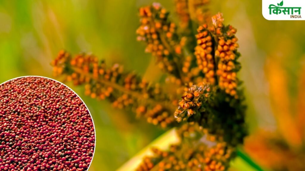 Grow Ragi at Home or Farm: A Complete Guide for Beginners and Experts