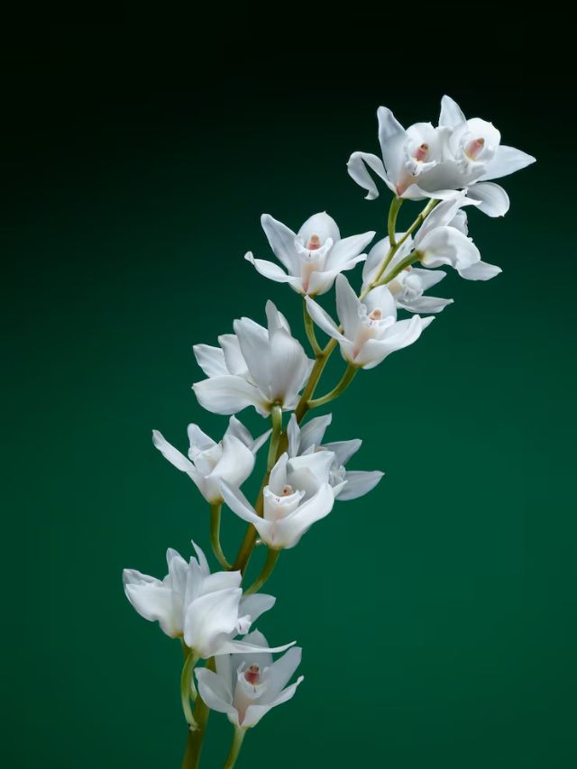 खुशबू से महक उठेगा घर, बस लगा दे ये सफेद फूलों वाला पौधा!