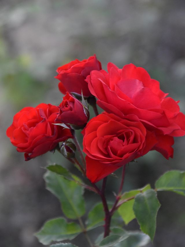 सर्दी में भी खिलाए-खिला रहेगा गुलाब को, बस अपनाएं ये ट्रिक!