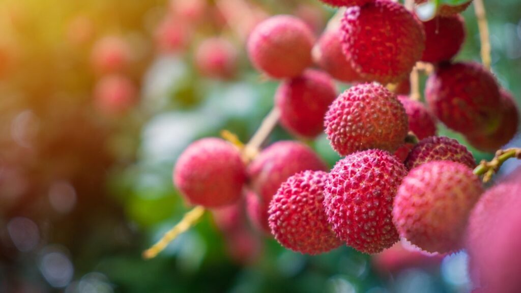 litchi export 