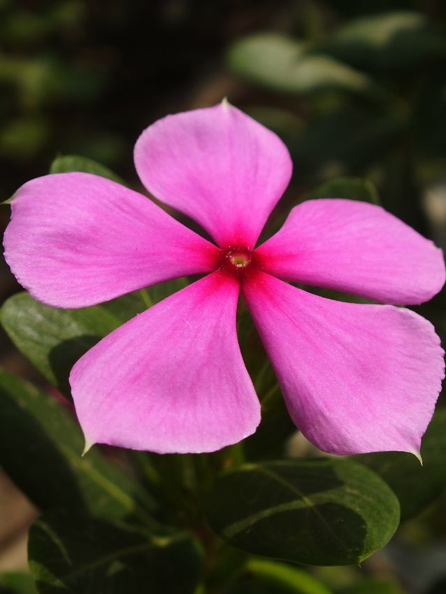 फूलों से लदा रहेगा सदाबहार का पौधा, बस करें ये काम!