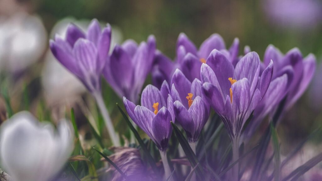 केसर को रोजाना 10-12 घंटे की सीधी धूप चाहिए और बहुत कम पानी में भी यह बढ़ता है. मिट्टी हल्की गीली रहे, लेकिन पानी जमा न हो, इसका विशेष ध्यान रखें. केसर को रोजाना 10-12 घंटे की सीधी धूप चाहिए और बहुत कम पानी में भी यह बढ़ता है. मिट्टी हल्की गीली रहे, लेकिन पानी जमा न हो, इसका विशेष ध्यान रखें.