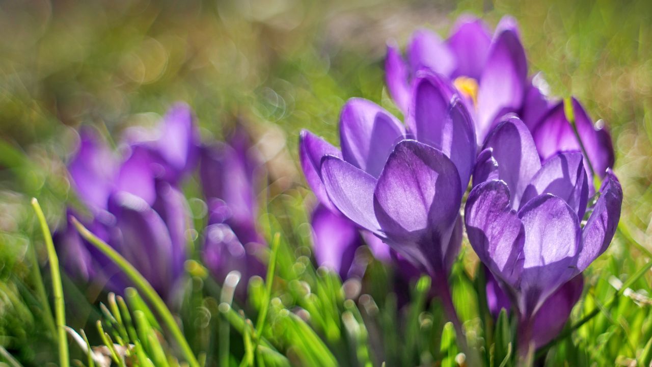 Kashmir Saffron Yield Drop Dry Winter Climate Impact 2025
