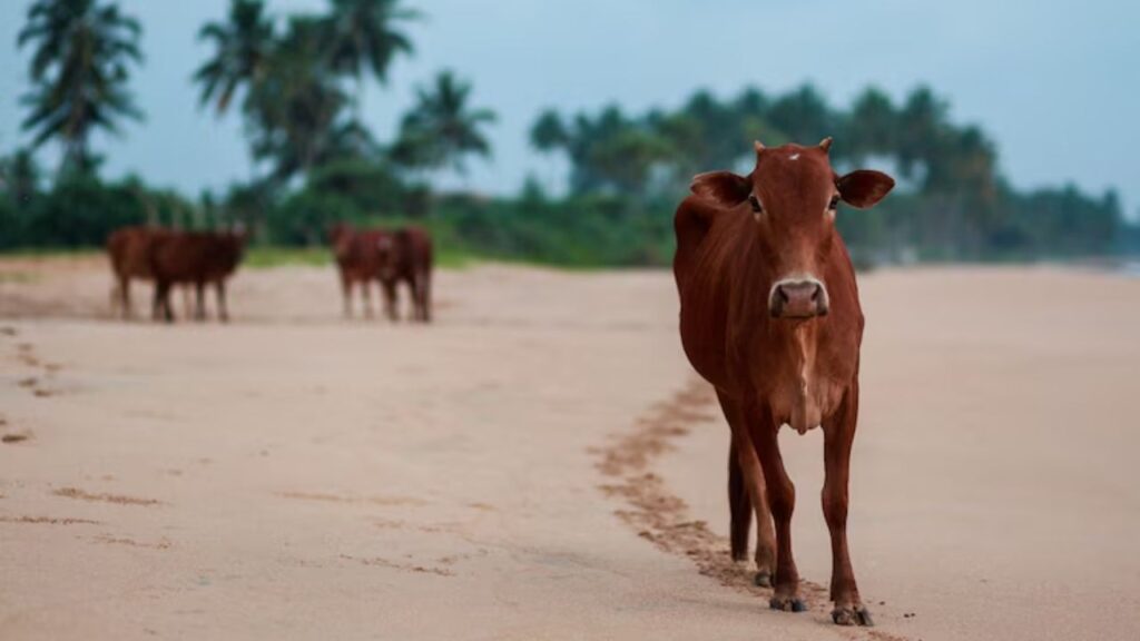 इन गायों की कद-काठी अन्य नस्लों की तुलना में बड़ी और मजबूत होती है. यही कारण है कि वे बदलते मौसम या कठिन पर्यावरणीय परिस्थितियों में भी आसानी से ढल जाती हैं और लंबी उम्र तक दूध देती हैं.
