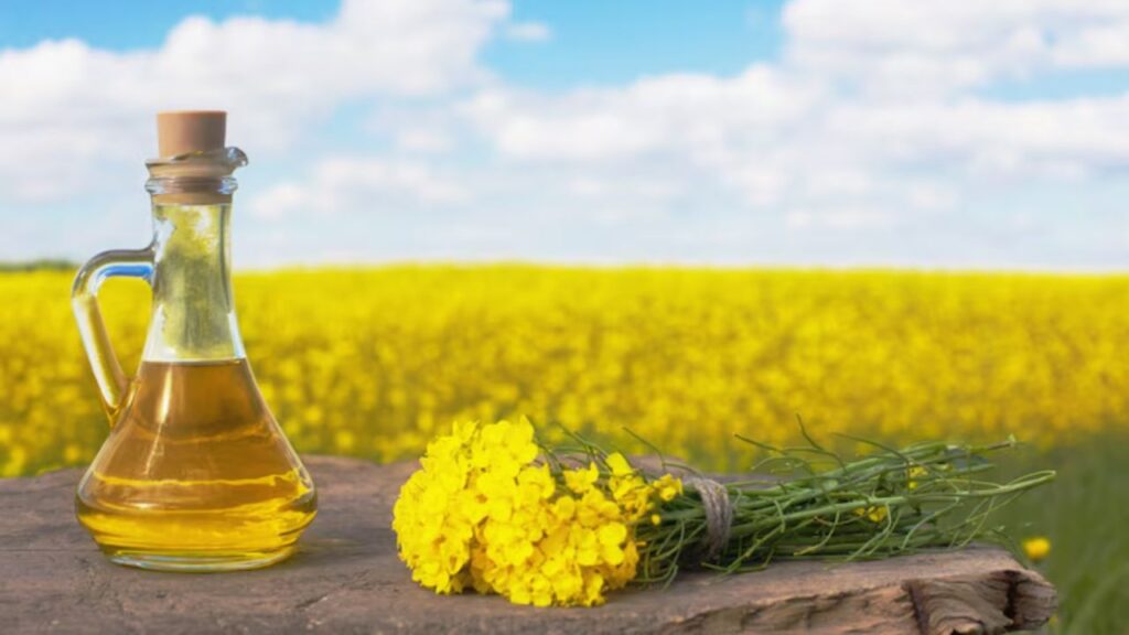 असली सरसों के तेल में एक खास चमक और पारदर्शिता होती है. जब आप इसे हथेली में लें तो यह चमकदार लगेगा. मिलावटी तेल फीका और गाढ़ा दिखता है. असली सरसों के तेल में एक खास चमक और पारदर्शिता होती है. जब आप इसे हथेली में लें तो यह चमकदार लगेगा. मिलावटी तेल फीका और गाढ़ा दिखता है.