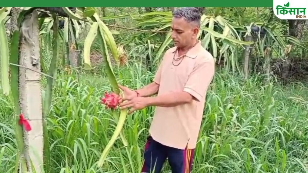 Satnam Singh dragon fruit farmer himachal