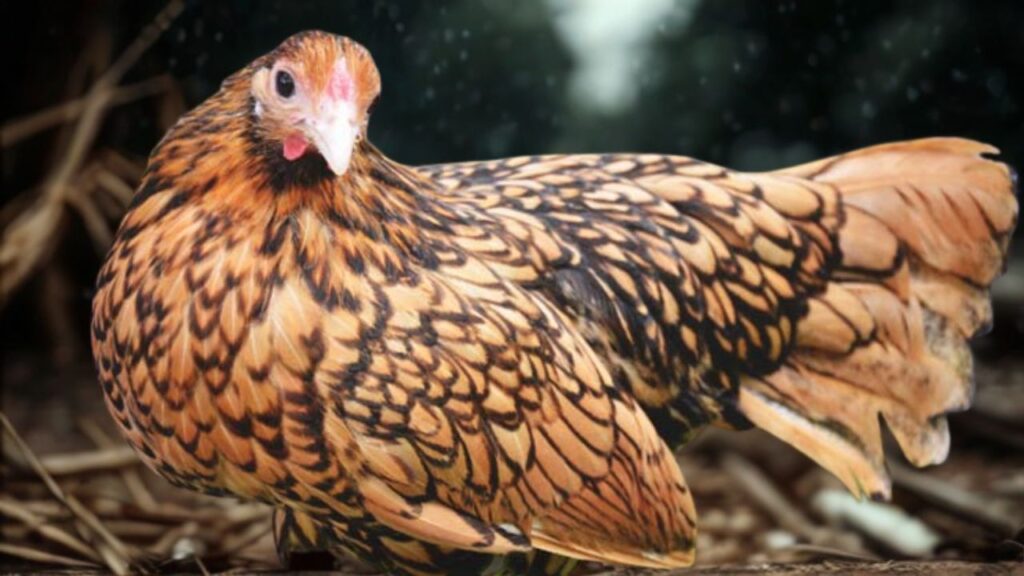 सेब्राइट: इंग्लैंड की इस खास नस्ल को उसकी खूबसूरत सिल्वर और गोल्डन पंखों के लिए पसंद किया जाता है. यह एक बेंटम नस्ल है और बेहद हल्की होती है, लेकिन अपनी कीमत में बहुत भारी. सेब्राइट: इंग्लैंड की इस खास नस्ल को उसकी खूबसूरत सिल्वर और गोल्डन पंखों के लिए पसंद किया जाता है. यह एक बेंटम नस्ल है और बेहद हल्की होती है, लेकिन अपनी कीमत में बहुत भारी.