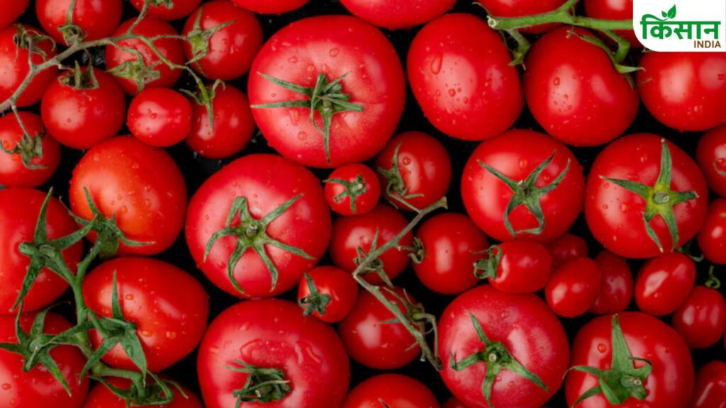 Tomato Price Hike