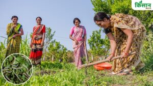 रेशम कीट पालन से महिला समूहों की आमदनी बढ़ी, हर सदस्य 60 हजार रुपये कमा रहीं
