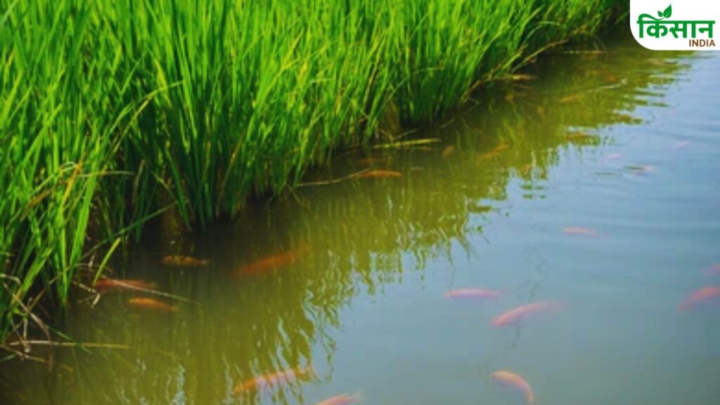 Paddy fish farming