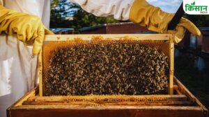 Bee Keeping: एक बार शुरू करो.. सालभर आती रहेगी कमाई, फसल भी देगी ज्यादा उत्पादन