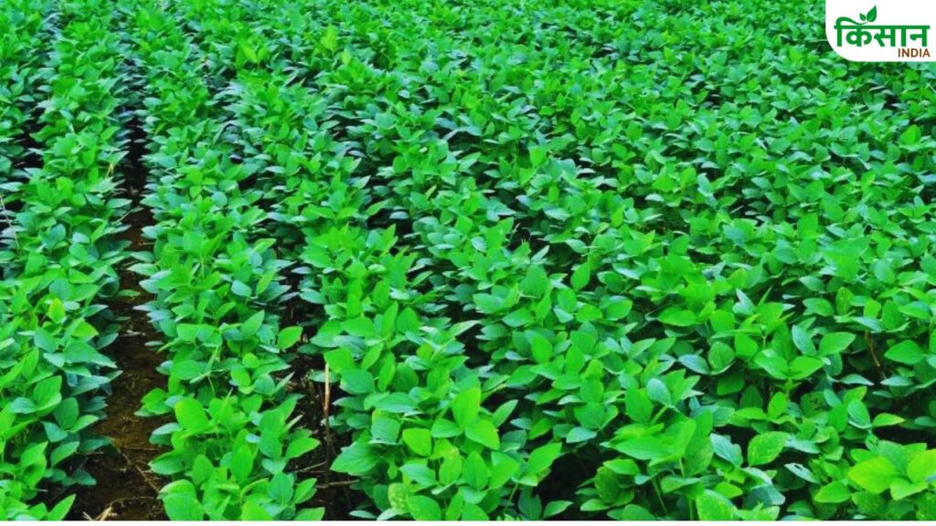 Soybean sowing tips