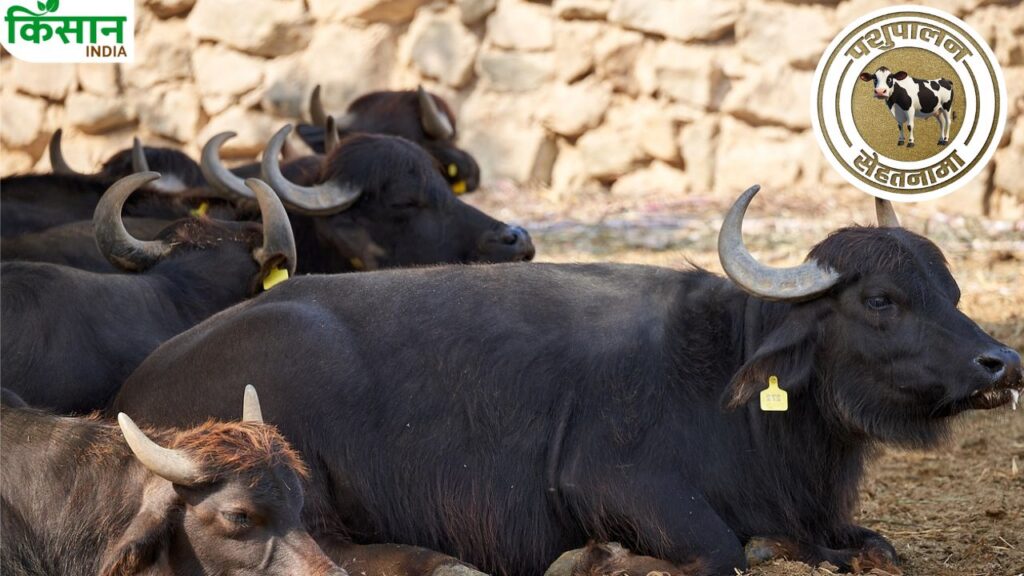 मवेशियों की सुरक्षा के लिए नीम का धुआं