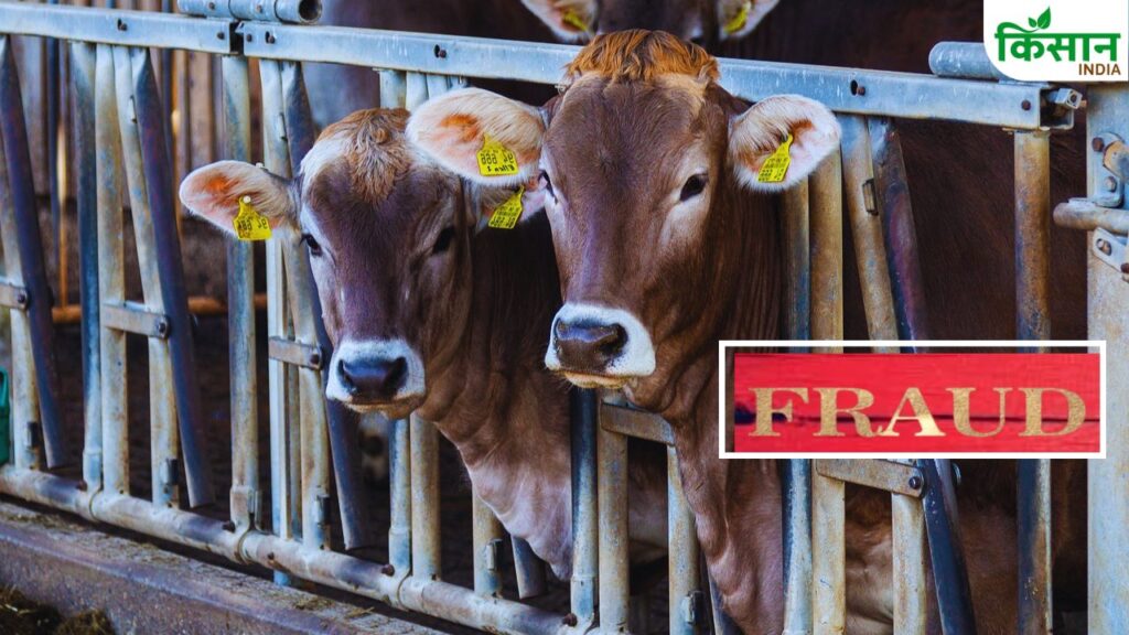 Rajasthan cattle scam