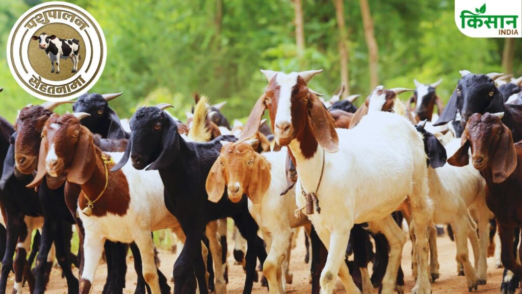 goat farming