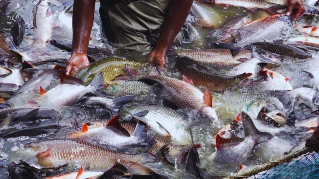 Fish farming
