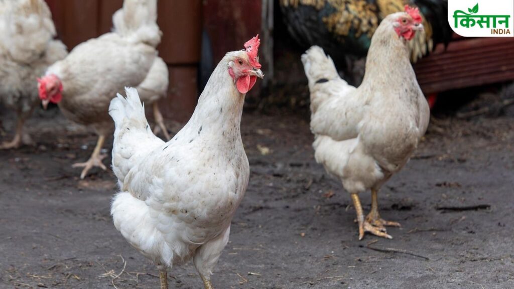 Poultry farming tips