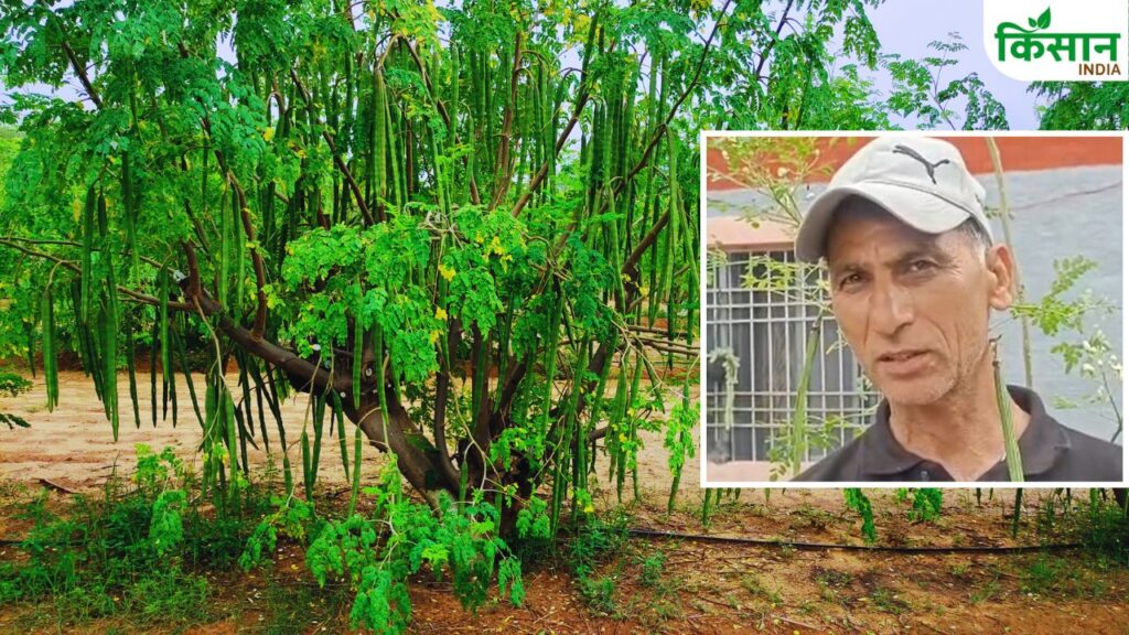Moringa farming