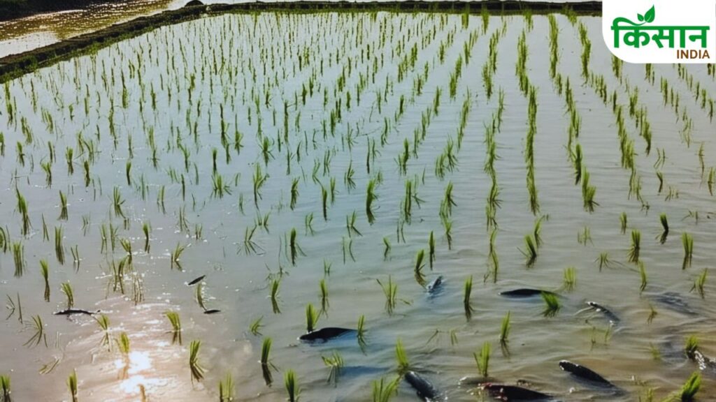 Paddy fish farming