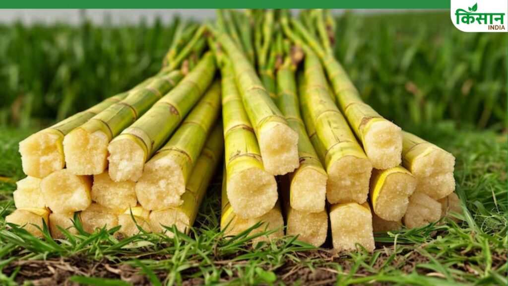 Sugarcane Farming