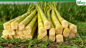 गुड़-शक्कर की महंगाई पर बड़ा अपडेट, गन्ना पेमेंट और चीनी के MSP पर ISMA का सरकार से सवाल