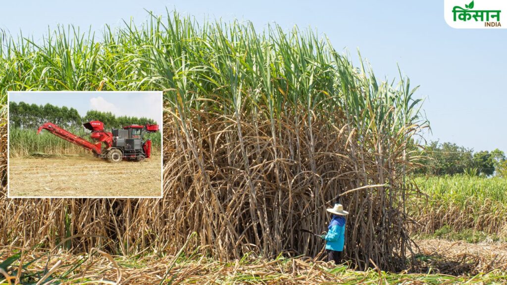 Sugarcane Farming