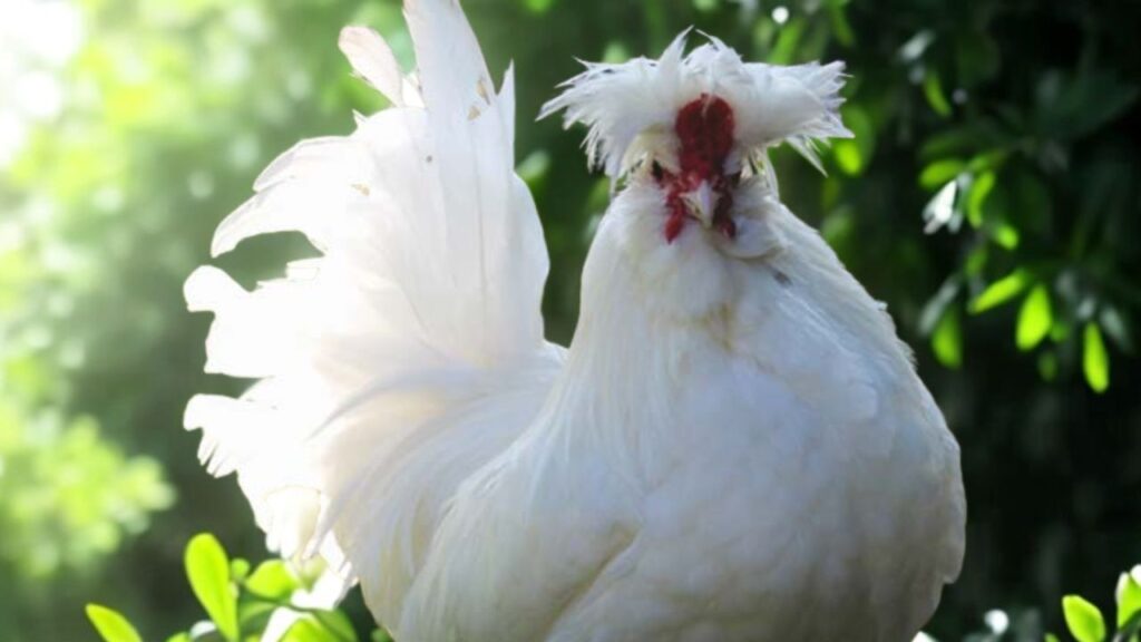 सुल्तान: तुर्की की यह राजसी नस्ल कभी वहां के महलों में पाली जाती थी. इसके लंबे पंख, फरदार पांव और शांत स्वभाव इसे बर्ड शो में सबसे खास बनाते हैं. इसकी कीमत भी हजारों डॉलर तक पहुंच सकती है. सुल्तान: तुर्की की यह राजसी नस्ल कभी वहां के महलों में पाली जाती थी. इसके लंबे पंख, फरदार पांव और शांत स्वभाव इसे बर्ड शो में सबसे खास बनाते हैं. इसकी कीमत भी हजारों डॉलर तक पहुंच सकती है.