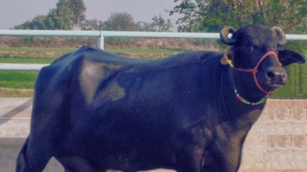 Surti Buffalo: गुजरात की सुरती भैंस 900 से 1300 लीटर दूध जीवनभर में देती है. इसके दूध में 8-12% तक फैट होता है, जो इसे प्रीमियम दूध उत्पादक बनाता है.