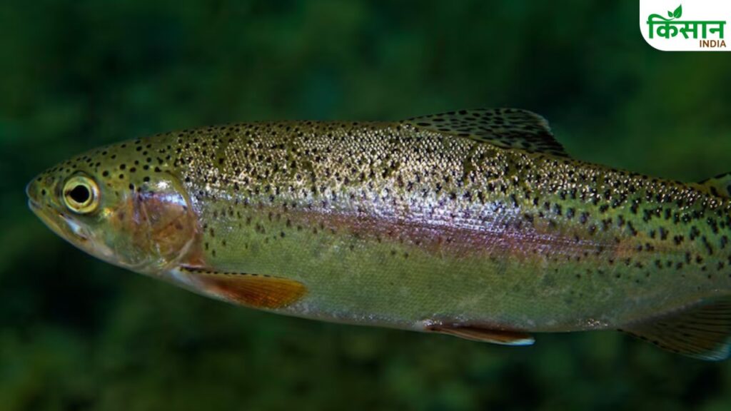 Trout fish farming