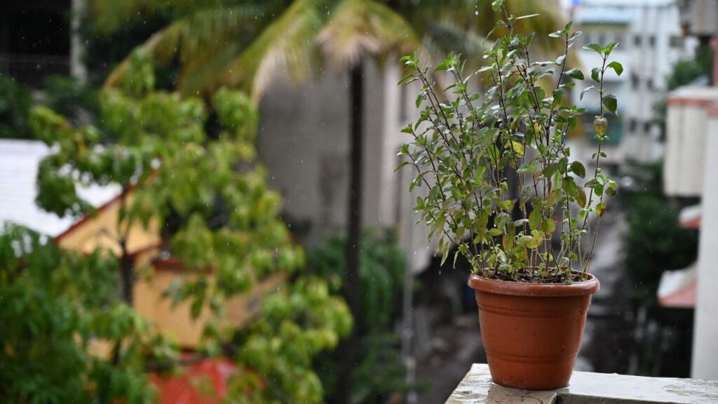 तुलसी के एंटीबैक्टीरियल और एंटीफंगल गुण स्किन की समस्याएं जैसे मुंहासे, एलर्जी और झाइयों को कम करते हैं. इसके अलावा यह बालों की जड़ों को मजबूत करता है और बालों का झड़ना रोकता है.