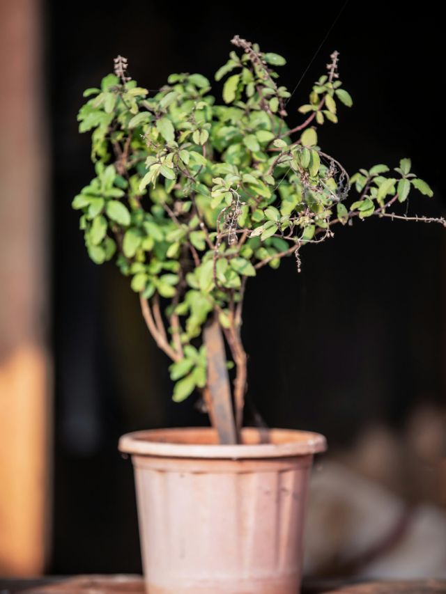 सुख रही है तुलसी, आज ही अपनाएं ये टिप्स