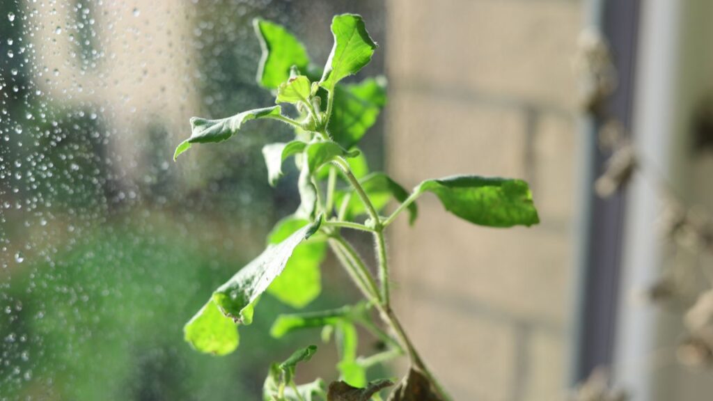 तुलसी का सेवन अस्थमा, ब्रोंकाइटिस और अन्य श्वसन संबंधी समस्याओं में लाभकारी है. यह फेफड़ों की सफाई करता है और सांस लेने में आसानी देता है. (Disclaimer: इस खबर में दी गई जानकारी केवल सामान्य ज्ञान पर आधारित है.)