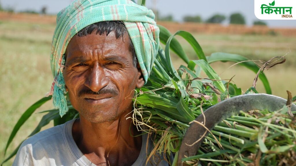 Kharif Season: Paddy and Pulses Lead Sowing Surge, But Weather Hurts Oilseeds and Cotton